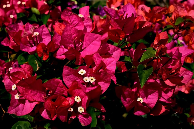 Bougainvillea