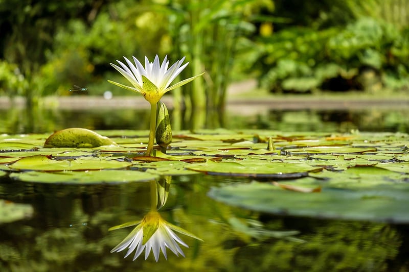 Peace Lily