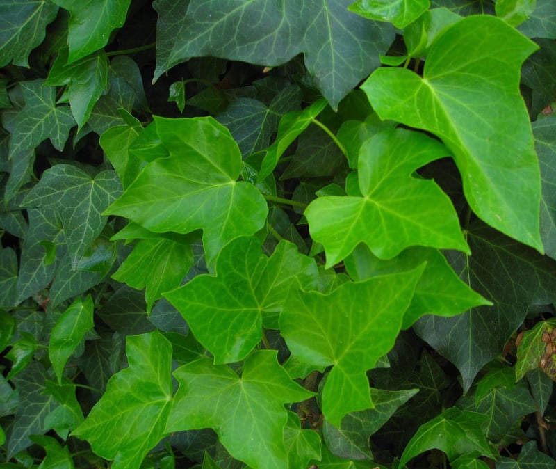 Ivy