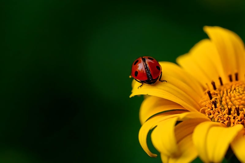 Beneficial Insects