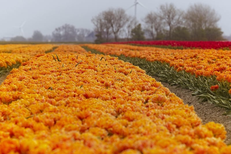 Netherlands Landscape